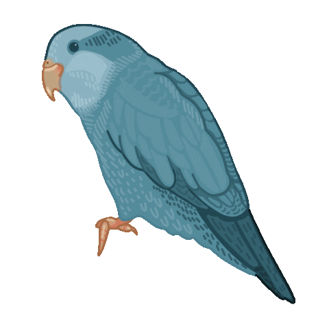 BirdsKnees giphyupload bb bluebird wwsticker Sticker