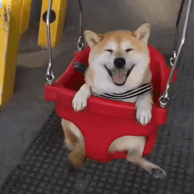 cuteanimalland giphyupload GIF