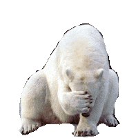 bear STICKER by imoji