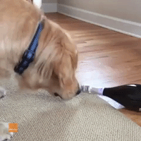 Cheeky Golden Retriever Has a Game of Spin the Bottle