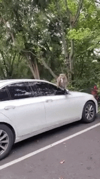 cuteanimalland giphyupload GIF
