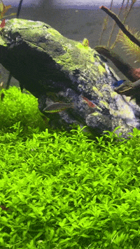 Shrimptest GIF by testupload