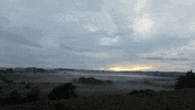 Bird Mist GIF by Wondeerful farm