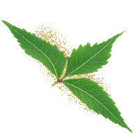 Neem Tree Sticker by Total Neem