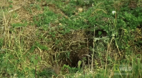 Pop Out GIF by Nat Geo Wild