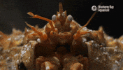 King Crab GIF by Monterey Bay Aquarium