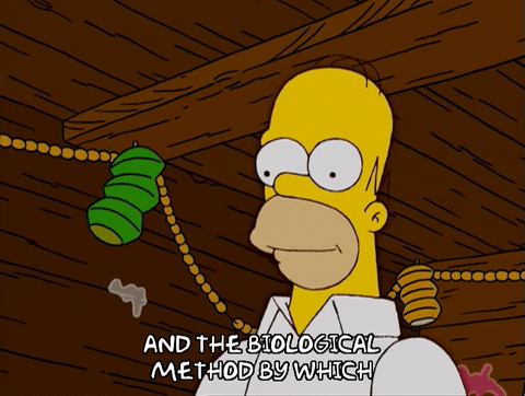 homer simpson GIF