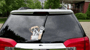 dog cooper GIF by WiperTags