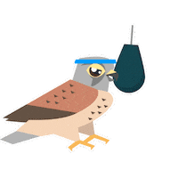 Bird Kestrel Sticker by RSPB