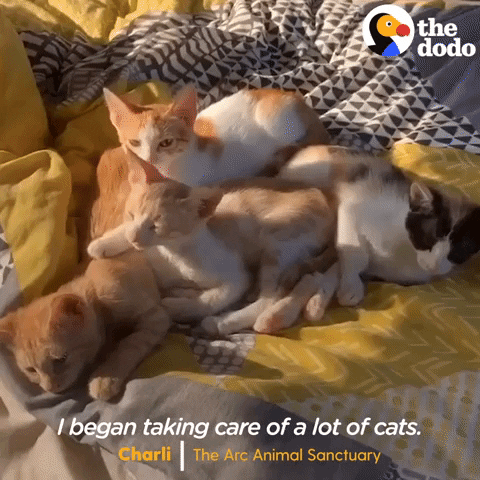 Cats Dogs GIF by The Dodo