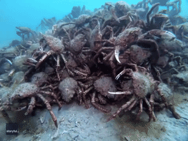 Hordes of Giant Spider Crabs