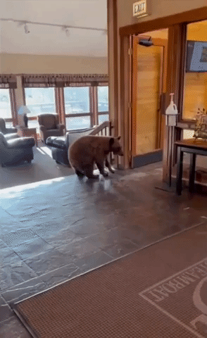 Curious Bear Checks Out Hotel Lobby