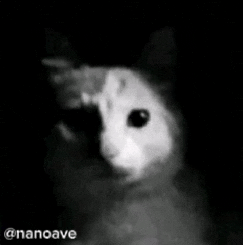 Cat Instagram GIF