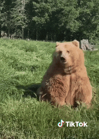 Chat Hello GIF by TikTok France