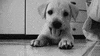 black and white dog GIF
