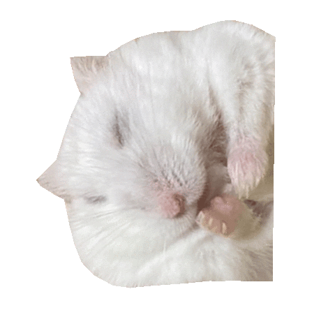 くろろもでる Sticker