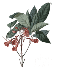 Flower Plants Sticker by NHM Wien