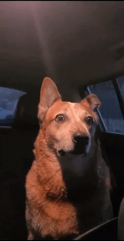cuteanimalland giphyupload GIF