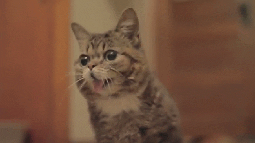Lil Bub Yawn GIF by Internet Cat Video Festival