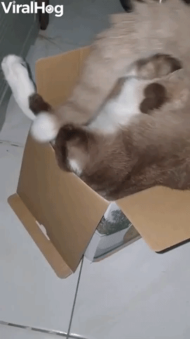 Determined Kitty Tries to Climb Inside Tiny Box