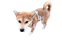 柴犬 Sticker