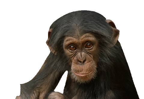 monkey chimp Sticker by BBC America