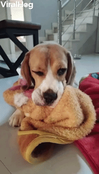 Beagle Comforted by Baby Blankets
