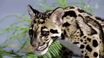 Hungry Eyes On The Prize GIF by Great Big Story