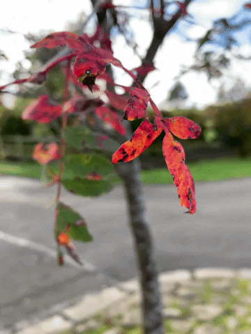 Leaf Leaves GIF