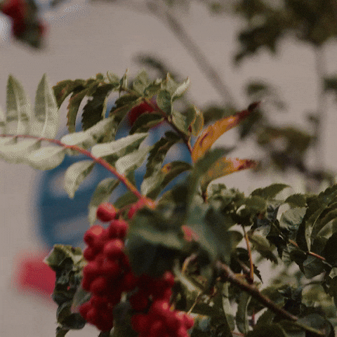 Bwfc GIF by Bolton Wanderers FC