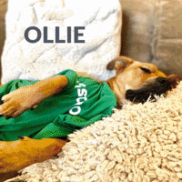Dog GIF by Glassdoor
