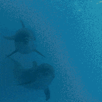 GIF by Echo Fine Properties