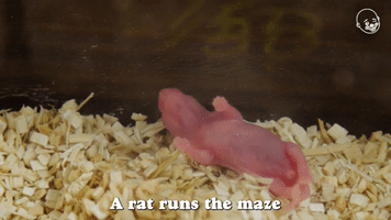 A Rat Runs The Maze And Is Disappointed