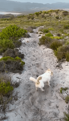 SPCA giphyupload GIF