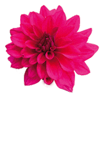 fattoriadelleerbe pink nature flower garden Sticker