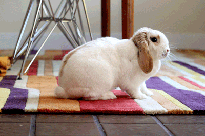 yoga bunny GIF