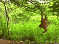 Monkey Yo GIF