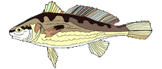 Fish Swimming Sticker