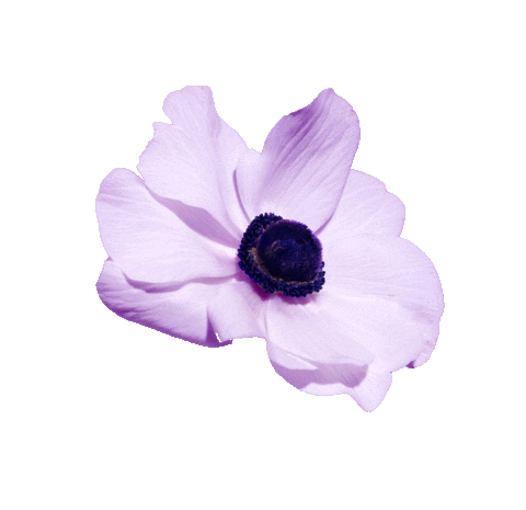 veromoda_official giphyupload love summer flowers Sticker