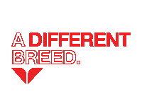 Snowboarding Ski Resort Sticker by Snowbird