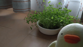Bean seedlings grew up. chick people Piyo 豆苗が育ったぴょ