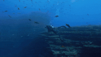 This Is A Cold, Deep Water Reef