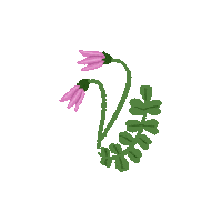 marjohiilivirta-illustrator nature flower floral botanical Sticker