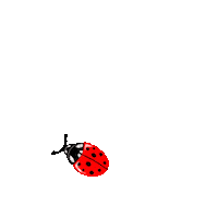 marjohiilivirta-illustrator ladybug luonto ötökkä marjohiilivirta Sticker