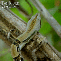 Slither Bear Grylls GIF by Ovation TV