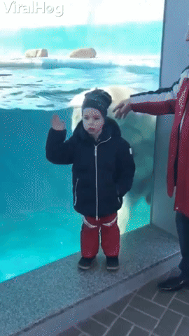Polar Bear Plays By Boy in the Pool