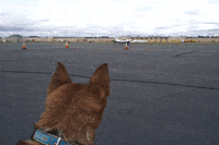dog puppy GIF by Badass BK