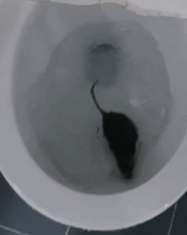 insights___ giphyupload GIF