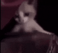 Catfunny GIF