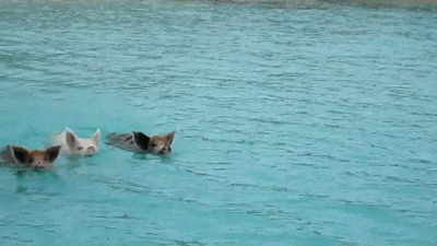 pigs swimming GIF by Cheezburger